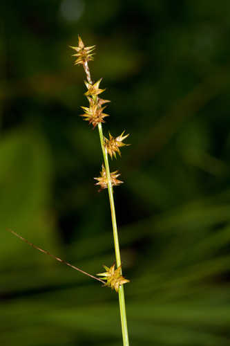 Carex ruthii #3